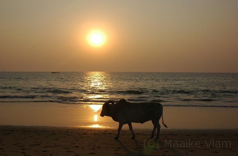 sunset Cbull and sunset.JPG - (C)M.Vlam 2007 maaike.vlam@gmail.com